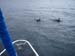 Delfiner leger med skibet