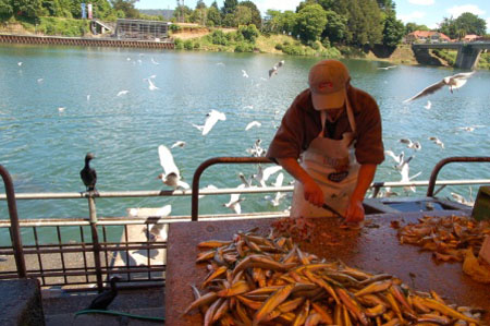 Fiskemarkedet i Valdivia 2